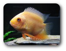 fish_rounded_210x15.jpg