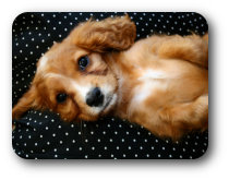 Puppies