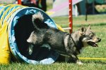 Swedish Vallhund