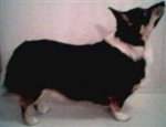 Pembroke Welsh Corgi