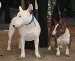 Bull Terrier Miniature Bull Terrier Miniature