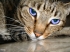 Symptoms of worms in cats
