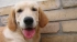 5 tips for caring for your canines paws