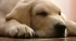 Your Labrador Retrievers health