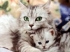 Worms in cats - feline parasites