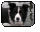 Border Collie - the facts every owner of this dog breed should know