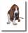 Basset Hound - The Facts Every Owner of this Breed Should Know