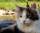 Eye Problems in Cats
