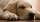 Help, My Dog Is Vomiting!