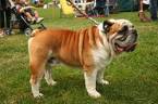 The Bulldog is a great companion