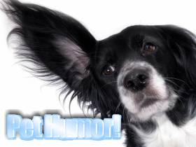 The funny side of pets!