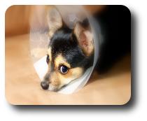 Dog vets