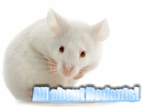 All about rodents!