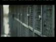 Pedigree Commercial