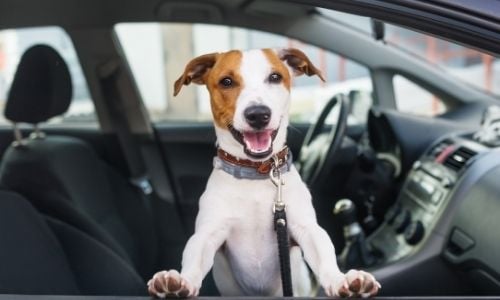 What To Know When Taking Your Pets on a Road Trip