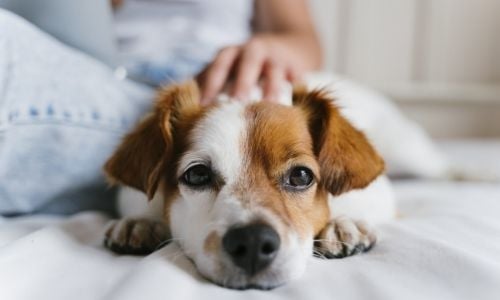 Pet Parenting: Unexpected Costs of Owning a Dog