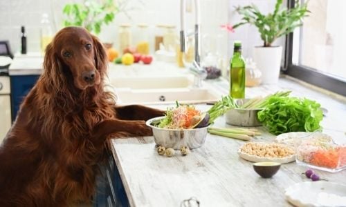Top Tips To Improve Your Dog's Diet Today