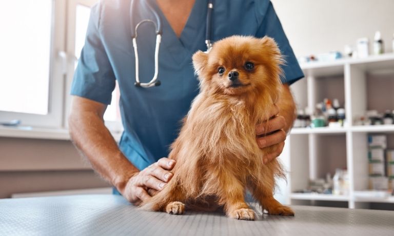 5 Healthy Reasons To Spay or Neuter Your Dog