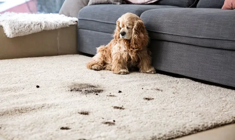 4 of the Most Common Carpet Cleaning Mistakes With Pets