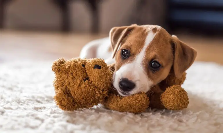 Puppy Love: Irresistible Reasons To Get a Dog