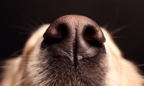 Reasons Why Your Dog's Nose Is Dry and How To Treat It