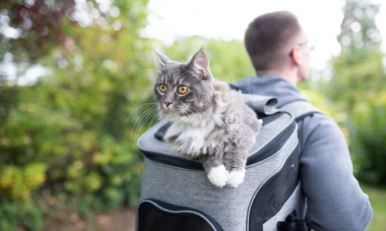 Adventure Kitty: Top Tips for Traveling With Your Cat