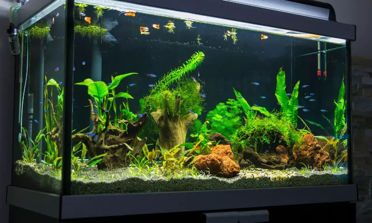Signs Your Aquarium Plants Are Nutrient Deficient