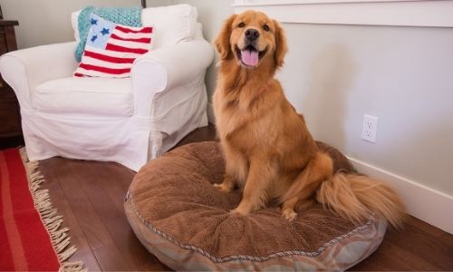 Reasons Sleep Is Crucial for Your Dog With Joint Pain