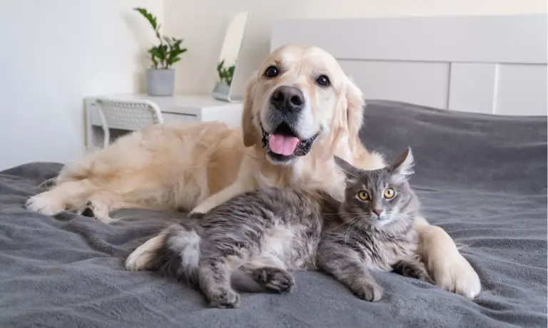 5 Tricks To Help Your Cat and Dog Get Along
