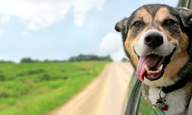 Ultimate Guide to Truck Driving With Your Pet