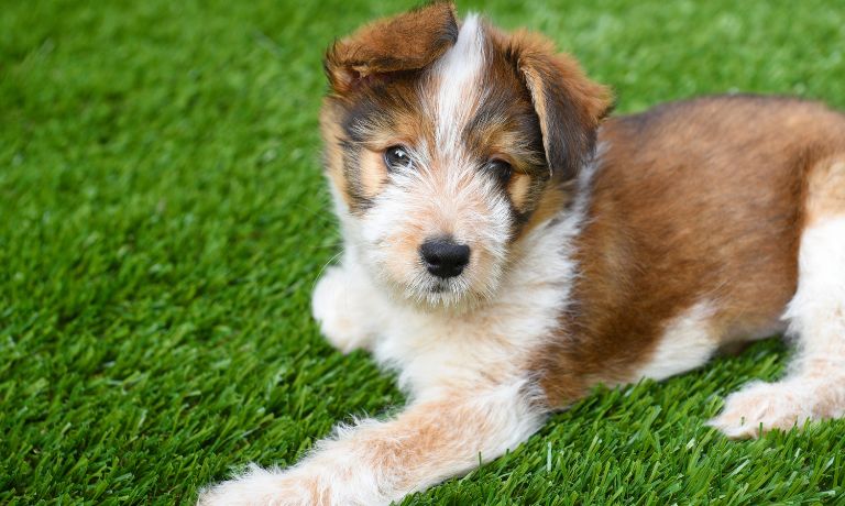 Yard Improvements That Can Help With Pets