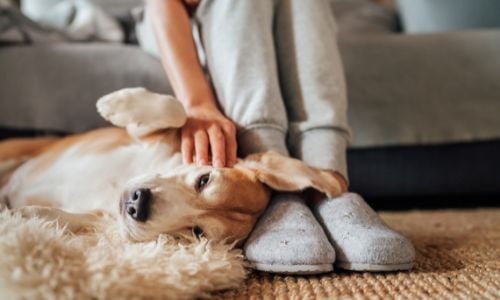 The Top Carpet Care Tips for Homes With Pets
