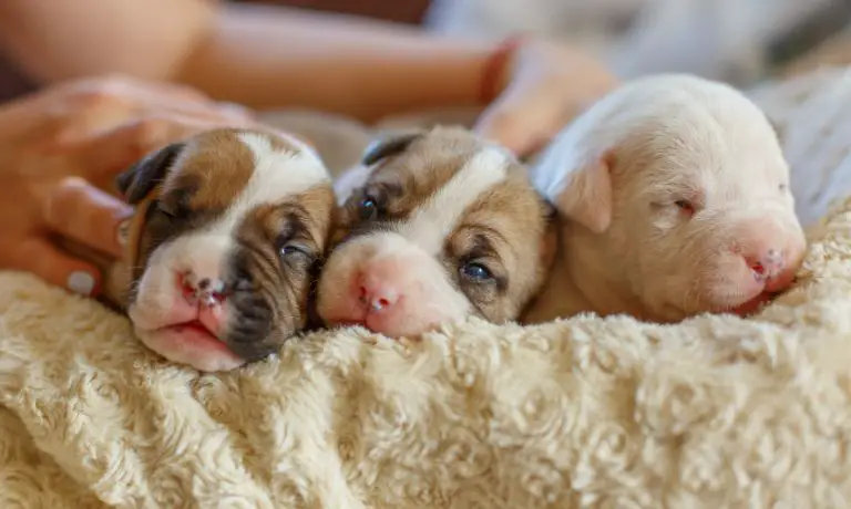 Canine Care: Tips for Looking After Newborn Puppies