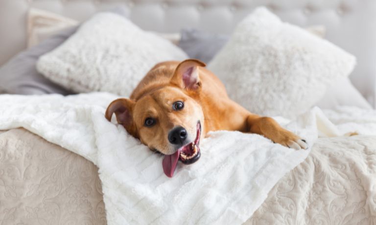 Tips and Tricks To Bond With Your New Fur Baby