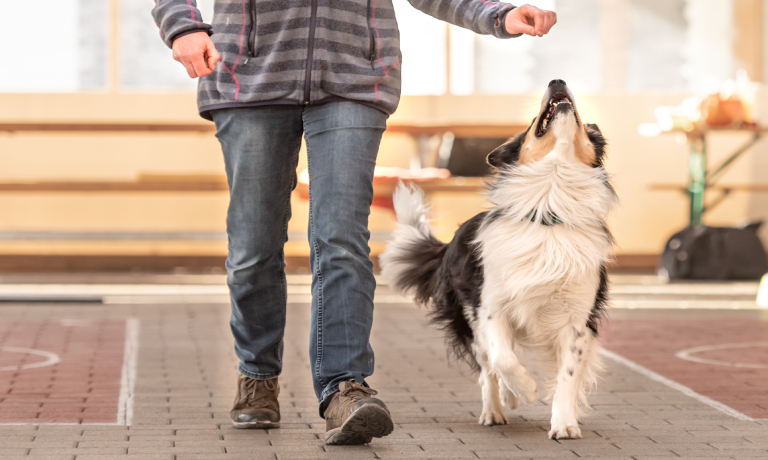Tips for Teaching Your Dog the Heel Command