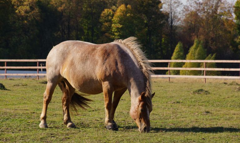 Causes of and Treatments for Obesity in Horses