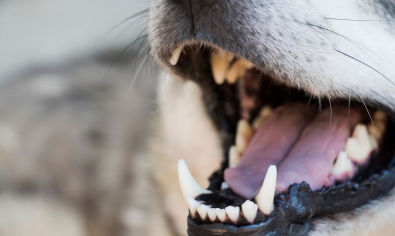 5 Reasons Why Oral Hygiene in Dogs Is Necessary