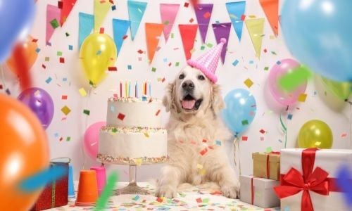PrimePickUSA-134373-Dog-Enjoy-Birthday-imaeg1.jpg