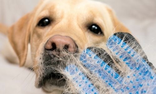 Tips for Dealing With Pets That Shed a Lot