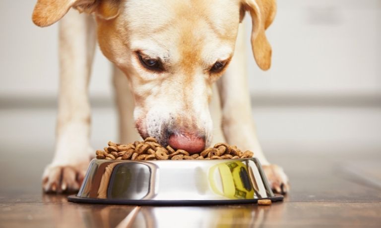 What To Consider Before Switching Dog Foods