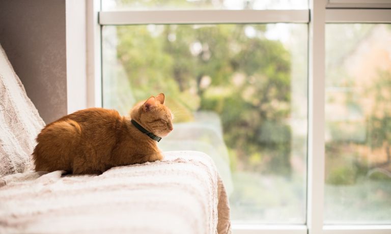 How to Cat-Proof Your Home Before Bringing Home a Senior Cat
