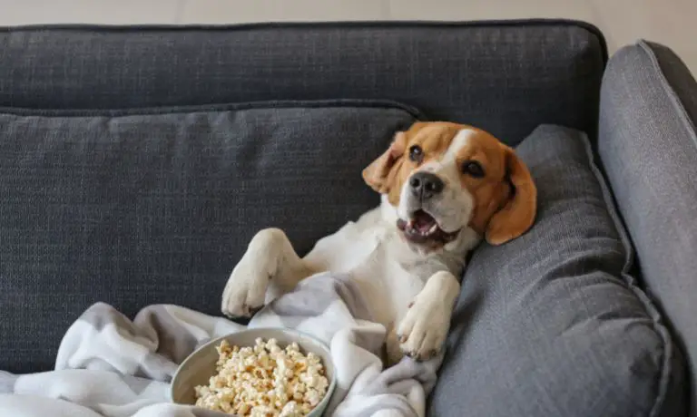 4 Fun Over-the-Top Ways To Spoil Your Pet