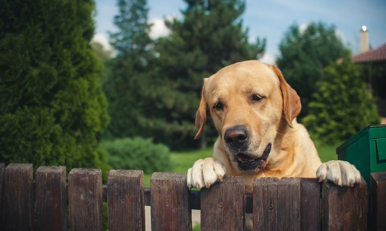 Building a Dog-Friendly Backyard Oasis: What To Know