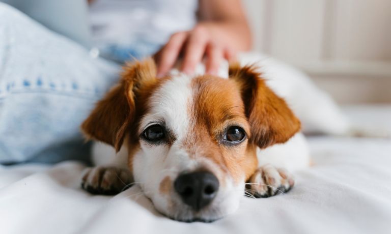 4 Ways To Help Your Dog Deal With Anxiety
