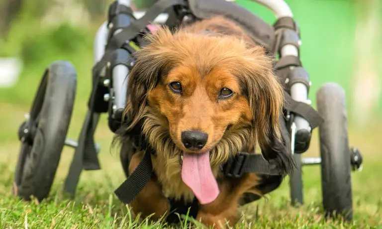 SylvanLLC 265780 Tips Dog Wheelchair image1