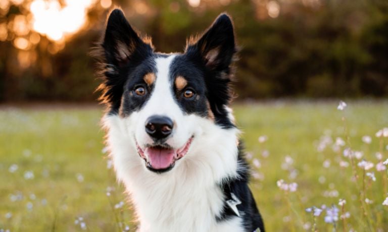 5 Neat Facts About Border Collies You Should Know