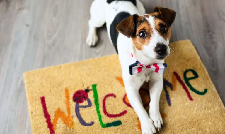 4 Ways Dog Owners Can Keep Their Homes Clean