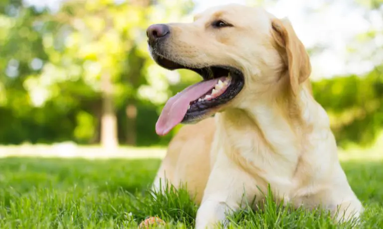 4 Valuable Lawn Care Tips for Dog Owners