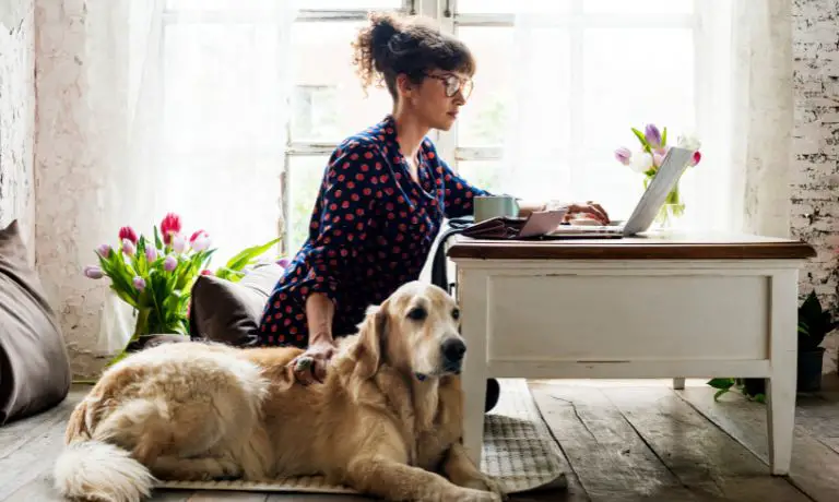 Ways To Make Your Home Office Safer for Your Pet