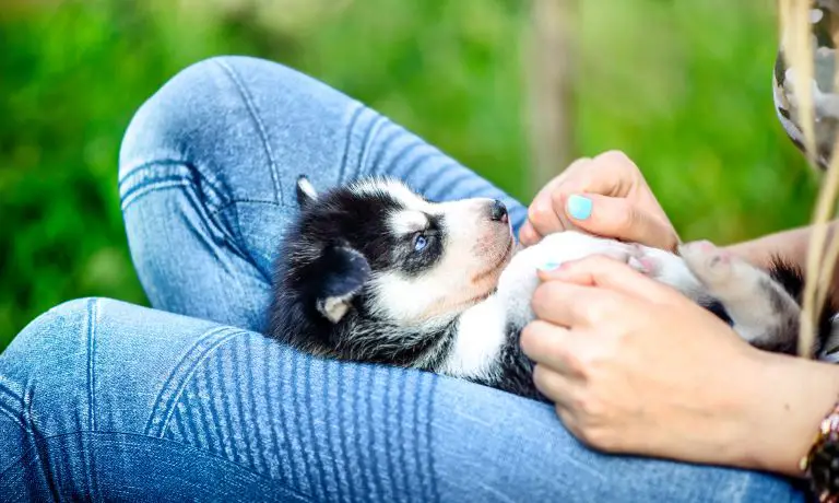 Puppy Checklist: Gear You’ll Need for Your New Dog